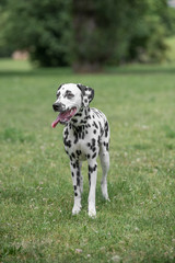 Close-up shot  of beautiful Dalmatian dog