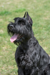 Head portrait of a cute Riesenschnauzer dog outdoor