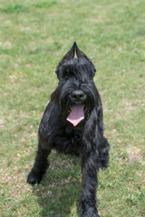 Close up of Black Giant Schnauzer or Riesenschnauzer dog outdoor