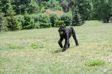 Black Giant Schnauzer or Riesenschnauzer dog outdoor