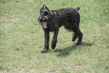 Riesenschnauzer dog running on the grass.