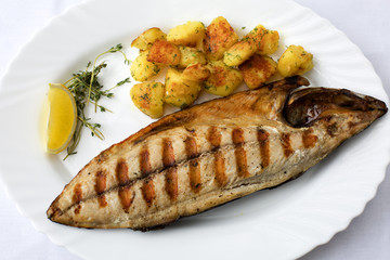 Grilled flat fish/kalkan fish  fillet on white background