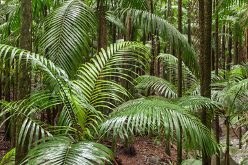 King Alexander palm trees growing in tropical rainforest