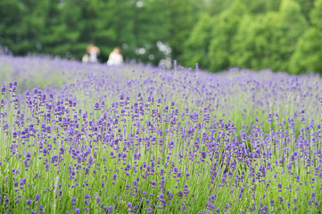 Naklejka premium ラベンダー畑