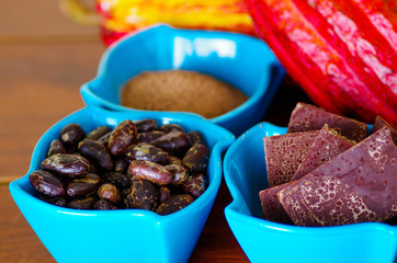 Close up of a dark dry cocoa bean, pieces of chocolate and powdered cocoa inside of a blue plastic bowl