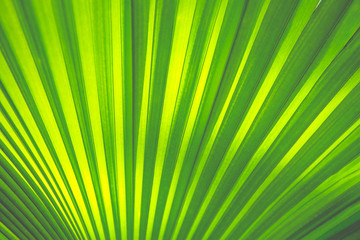 green leaf texture for background