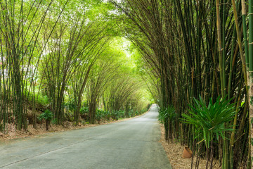 road through tunnel of bamboo