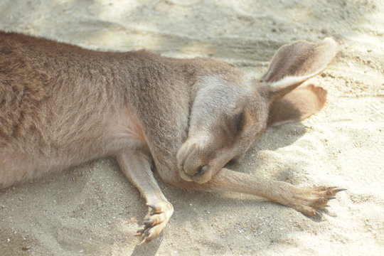Kangaroo