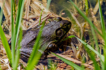 Bullfrog