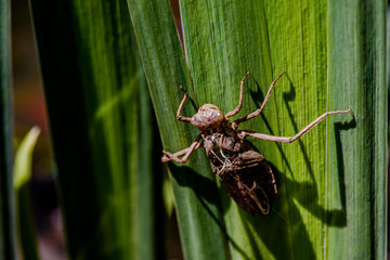 Dragonfly Skin