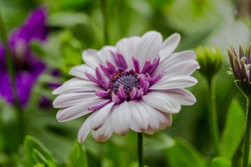 Obraz premium Flowerpot