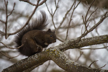 Perching Squirrel II