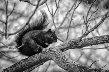 Perching Squirrel II Mono