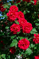 Rose bush