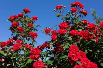 Rose bush