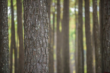 pine forest with trunk with bark