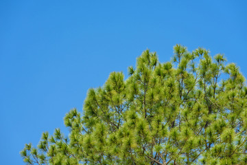 Pine branch against the blue sky.