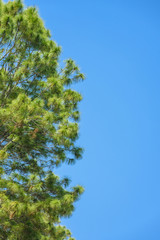 Pine branch against the blue sky.