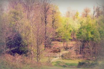 Obraz premium English woodland coming to life in spring