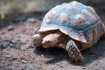 African Spurred Tortoise (Geochelone sulcata)Walking