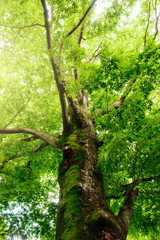 Fototapeta premium 深い森の大きな木