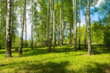 Peel and stick wall murals Birch grove Birch grove on a bright Sunny day.