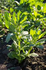Blossom of broad bean plant (Vicia faba) in garden