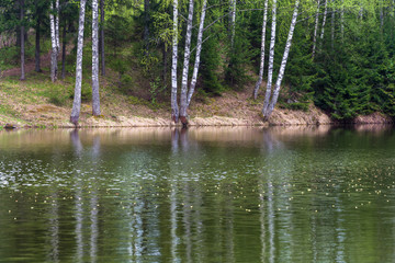 Obraz premium Steep Bank of the river reflected in the water birch.