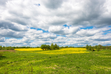 Beautiful spring landscape with yellow fields of dandelions.