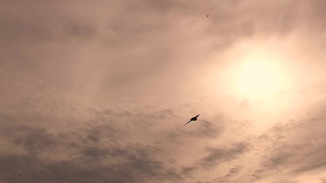 Birds Black Swifts (lat. APUS) fly in the sunny sky. Slow motion 120 fps.