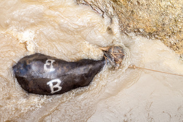 Bull is trapped in a water od river Napo in Peru. Crew of a cargo boat is trying to get it to the coast.