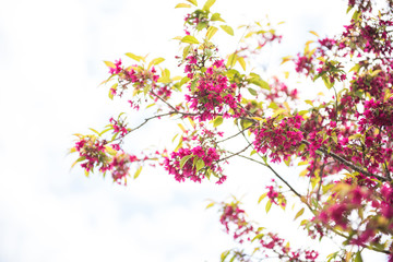 Obraz na płótnie Canvas Beautiful cherry blossom sakura in spring time
