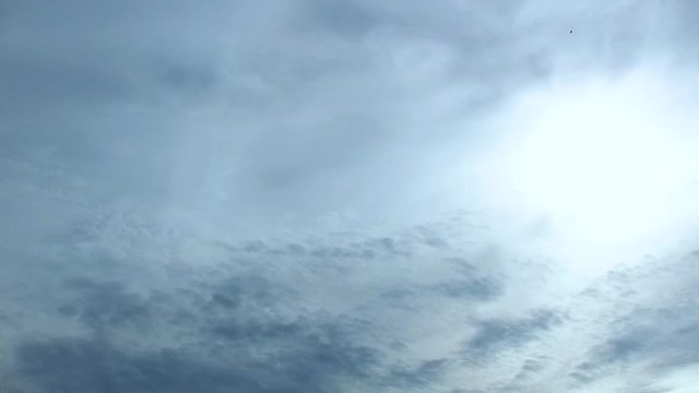 Black Swifts birds (lat. Apodidae) fly in front of the camera in the sky. Slow mo.