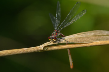 Frühe Adonislibelle im Regen