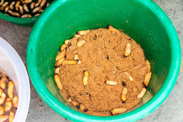 Suri worms (Rhynchophorus palmarum) on a market in Iquitos, Peru