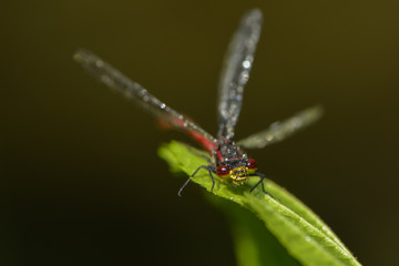 Frühe Adonislibelle im Regen