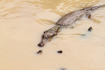 The yellow-spotted Amazon river turtle (Podocnemis unifilis) and spectacled caiman (Caiman crocodilus) in Fundo Pedrito animal farm in village Barrio Florido near Iquitos, Peru