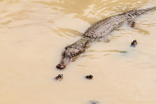 The yellow-spotted Amazon river turtle (Podocnemis unifilis) and spectacled caiman (Caiman crocodilus) in Fundo Pedrito animal farm in village Barrio Florido near Iquitos, Peru