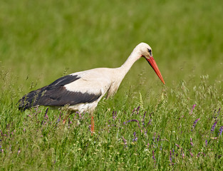 Big stork in the grass