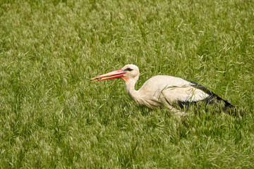 Big stork in the grass, feeding