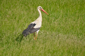 Big stork in the grass