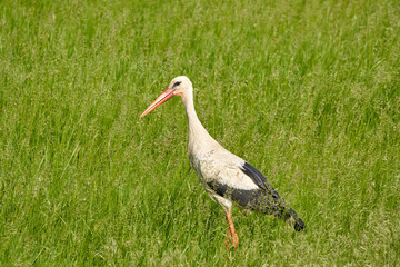 Big stork in the grass