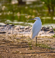 Little egret in a swamp
