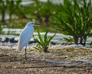 Little egret in a swamp