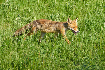 Adult fox in the grass