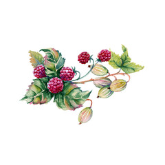 Berries of raspberries and gooseberries in a bouquet. Isolated on white background. 