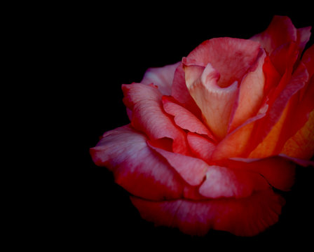 Fototapeta Red rose flower on black condolence background