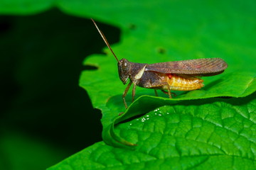 Insect, grasshopper.