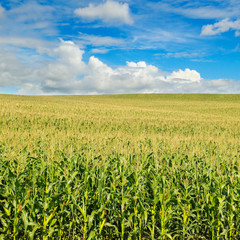 green corn field and blue sky