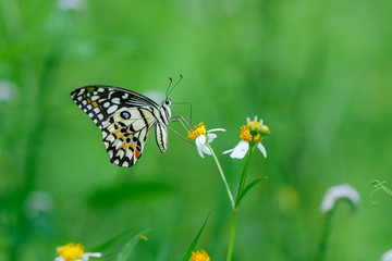 Insects, butterfly, moths,bug.